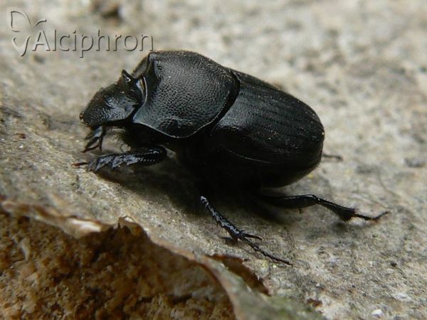 Onthophagus vitulus