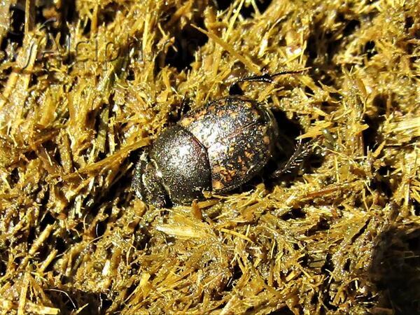 Onthophagus vacca