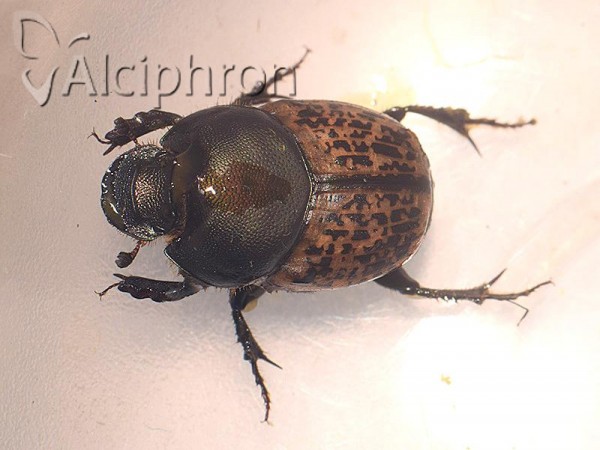 Onthophagus vacca