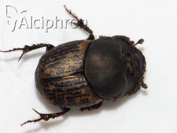 Onthophagus vacca