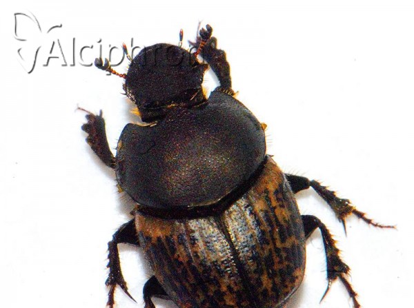 Onthophagus vacca