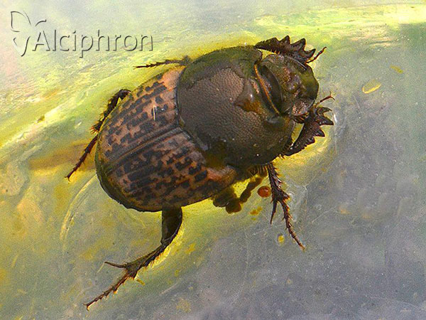 Onthophagus nuchicornis