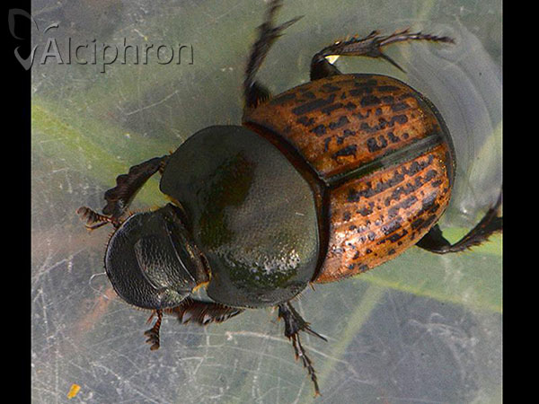 Onthophagus nuchicornis