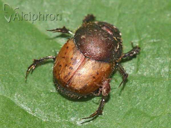Onthophagus coenobita