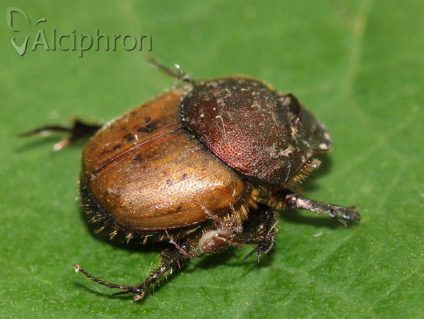 Onthophagus coenobita