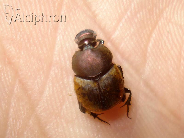 Onthophagus coenobita
