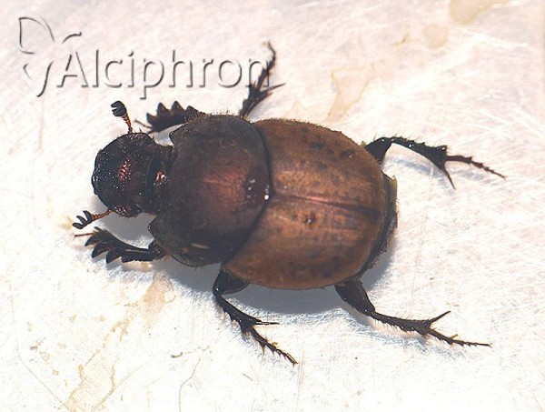 Onthophagus coenobita