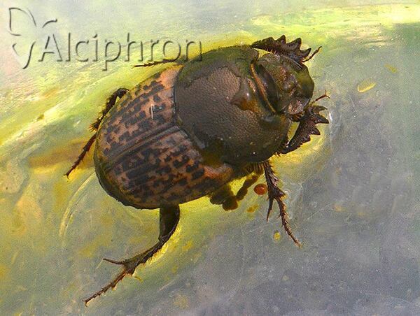 Onthophagus fracticornis