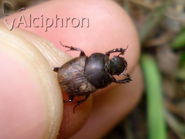 Onthophagus fracticornis