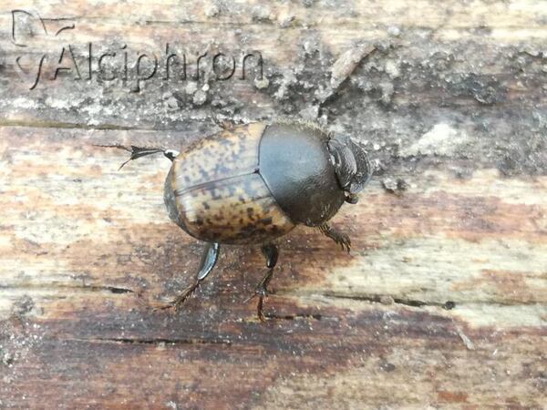 Onthophagus fracticornis