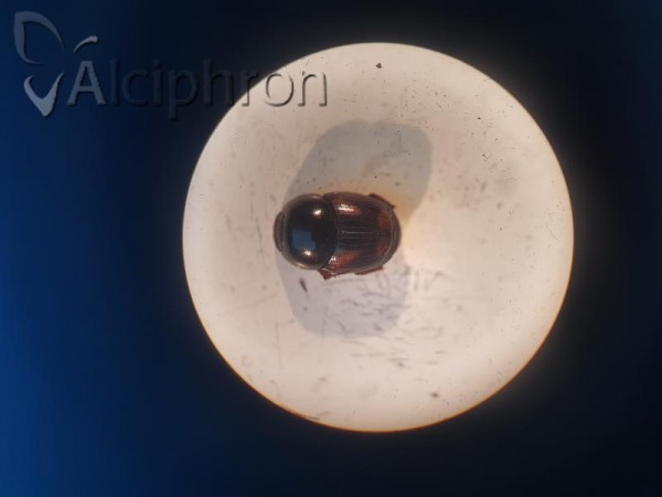 Caccobius schreberi