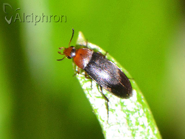 Anaspis thoracica