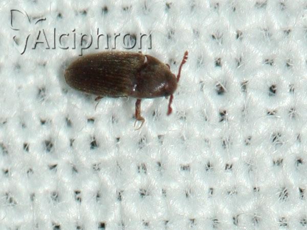 Trixagus dermestoides