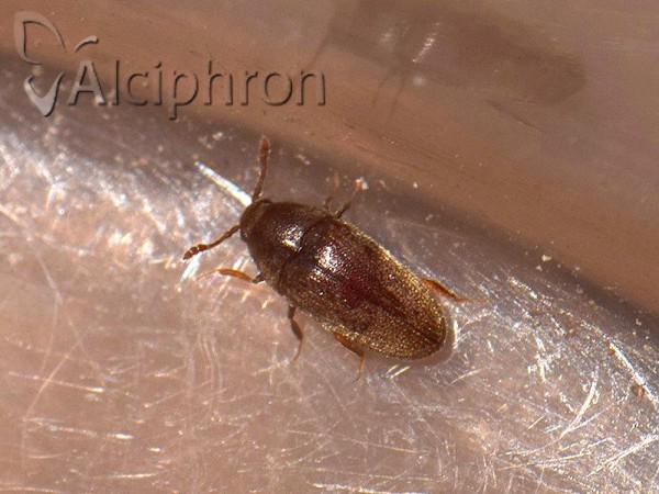 Trixagus elateroides