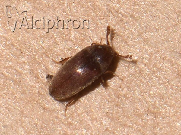 Trixagus obtusus