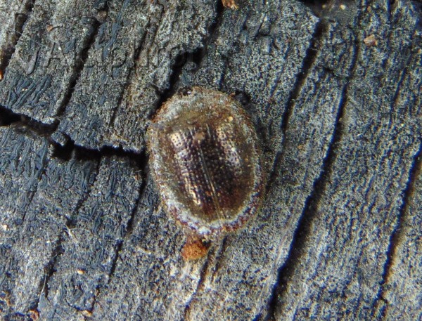 Thymalus limbatus