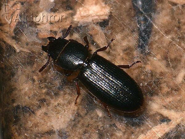 Tenebroides fuscus