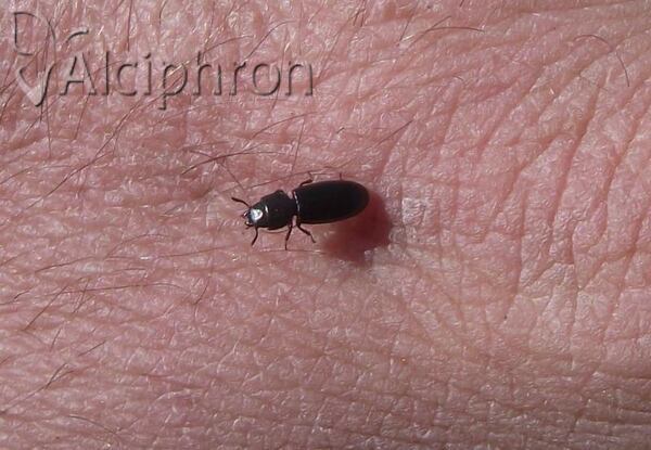 Tenebroides fuscus
