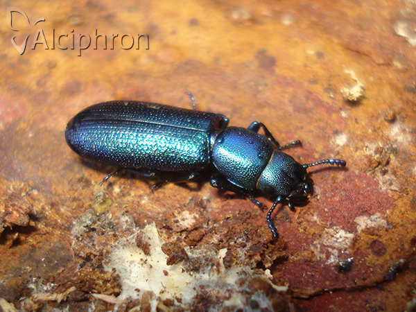 Temnoscheila caerulea
