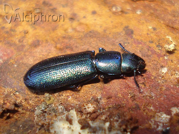 Temnoscheila caerulea
