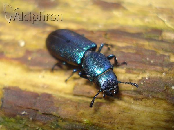 Temnoscheila caerulea