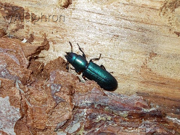 Temnoscheila caerulea