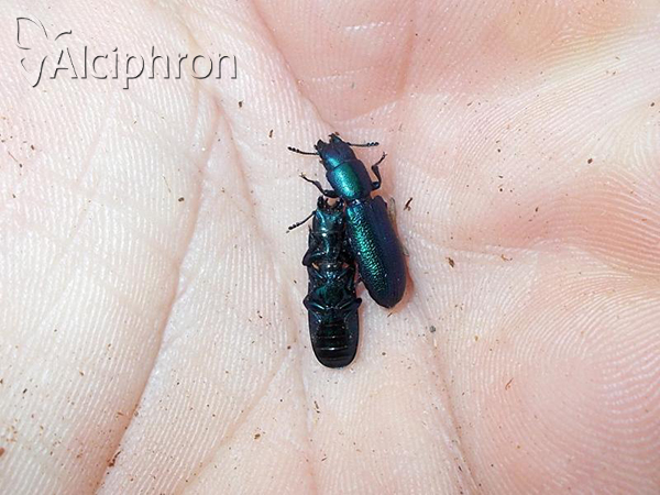 Temnoscheila caerulea