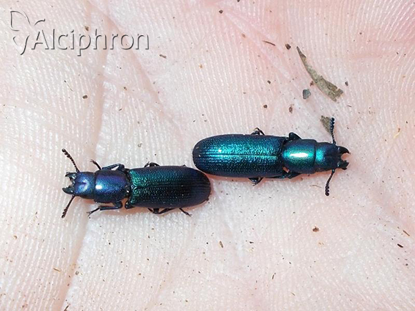 Temnoscheila caerulea