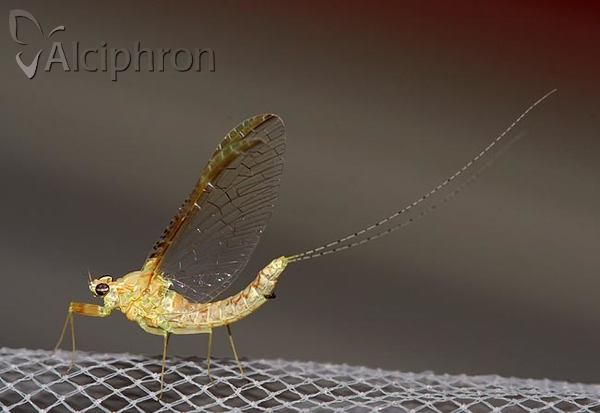 Cloeon dipterum
