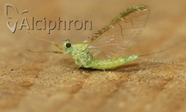 Cloeon dipterum
