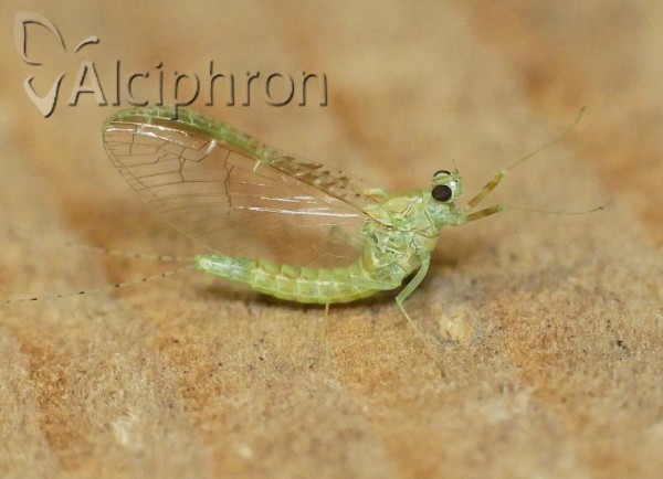 Cloeon dipterum