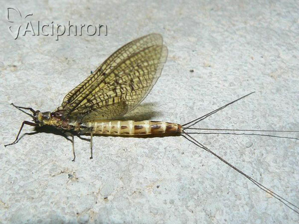 Ephemera danica
