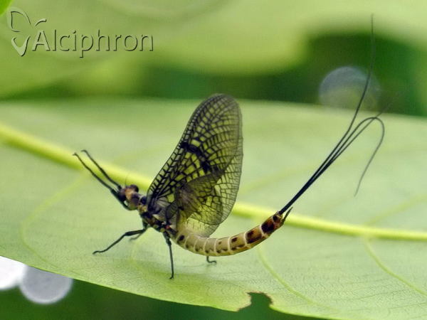 Ephemera danica