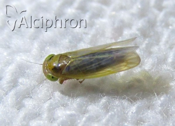 Grypotes staurus