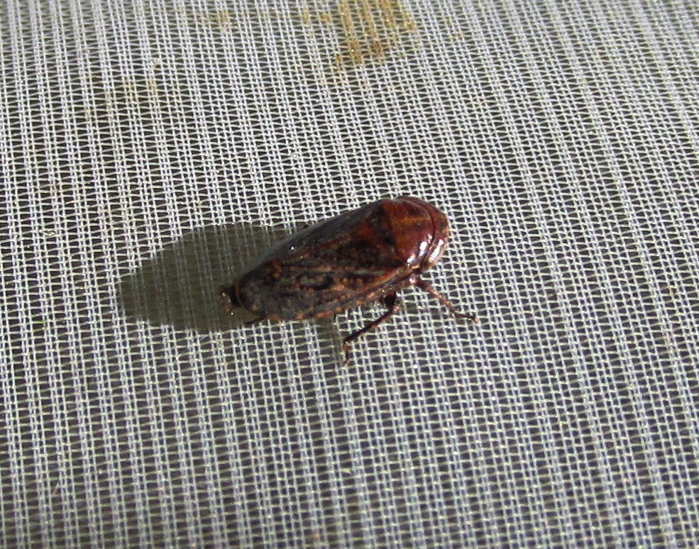 Goniagnathus brevis