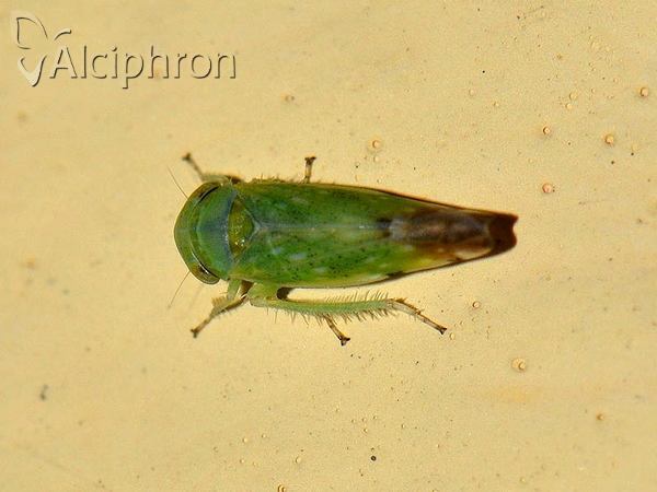 Opsius stactogalus