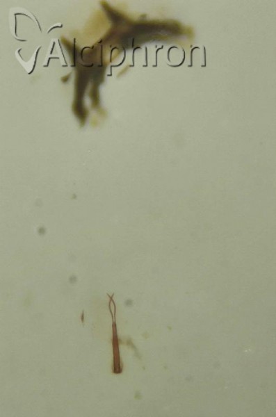 Macrosteles fieberi