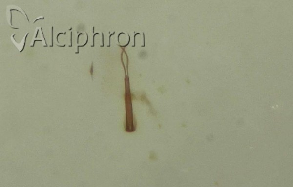 Macrosteles fieberi