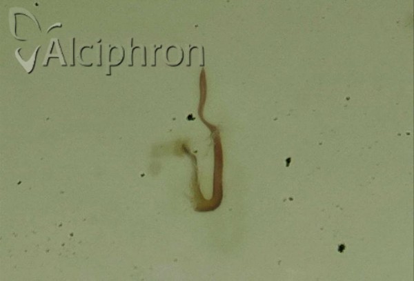 Macrosteles fieberi