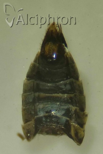 Macrosteles horvathi