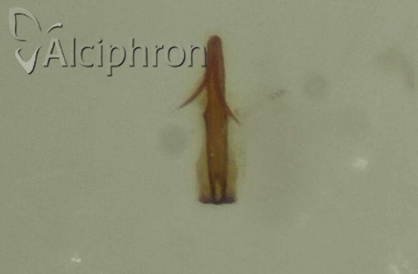 Macrosteles horvathi
