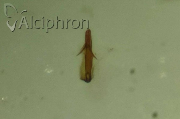 Macrosteles horvathi