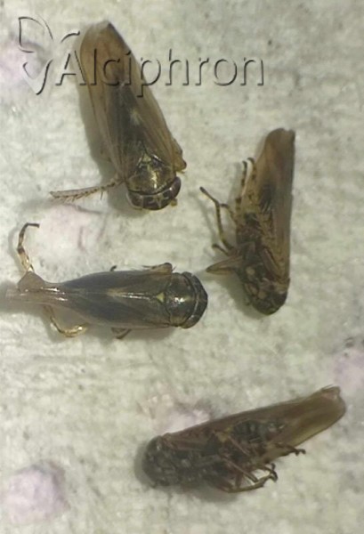Macrosteles horvathi
