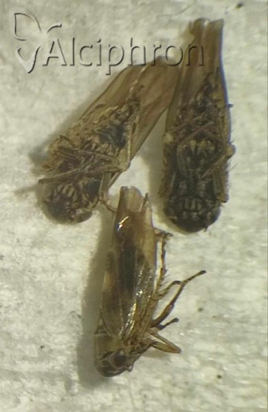 Macrosteles horvathi