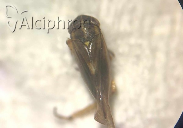 Macrosteles horvathi