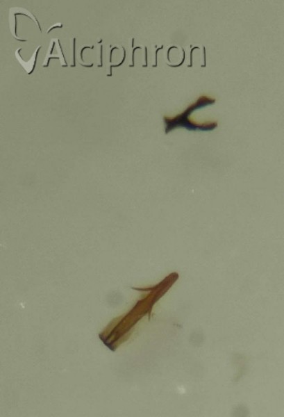 Macrosteles horvathi