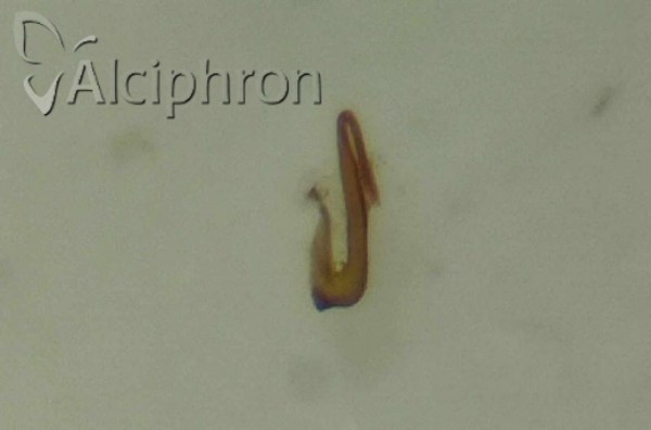 Macrosteles horvathi