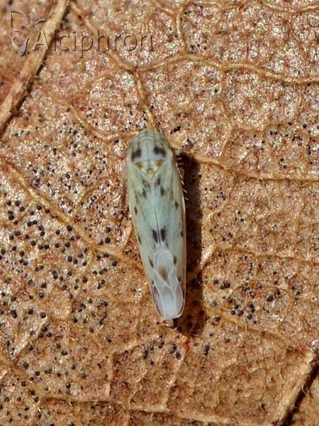 Balclutha punctata