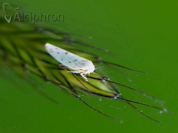 Balclutha punctata