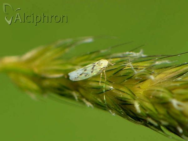 Balclutha punctata